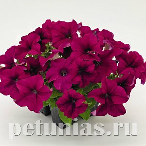 Петуния SUCCESS! 360° Purple - 10 шт 11031 - фото 1290
