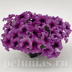 Петуния SUCCESS! 360° Purple Vein - 10 шт 11032 - фото 1291