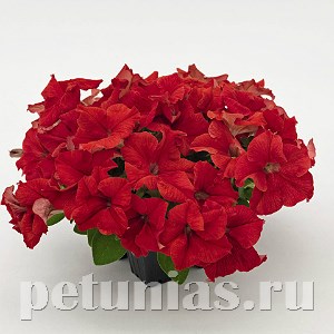 Петуния SUCCESS! 360° Red - 10 шт 11033 - фото 1292