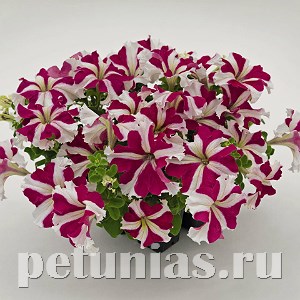 Петуния SUCCESS! 360° Rose Star - 10 шт 11035 - фото 1294