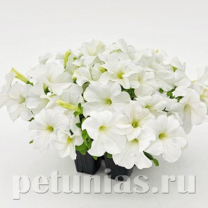 Петуния SUCCESS! 360° White - 10 шт 11037 - фото 1296