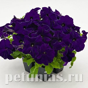Петуния SUCCESS! HD Blue - 5 шт 11038 - фото 1298