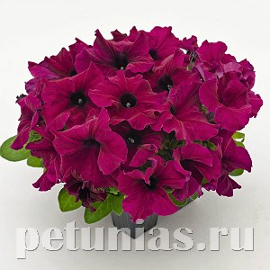 Петуния SUCCESS! HD Burgundy - 5 шт 11039 - фото 1299