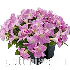 Петуния SUCCESS! HD Light Pink - 5 шт 11040 - фото 1300