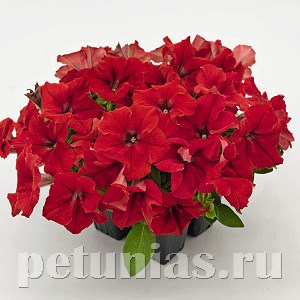 Петуния SUCCESS! HD Red - 5 шт 11042 - фото 1302