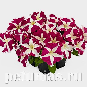 Петуния SUCCESS! HD Rose Star - 5 шт 11043 - фото 1303