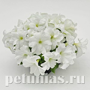 Петуния SUCCESS! HD White - 5 шт 11046 - фото 1306
