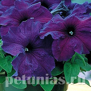 Петуния Supercascade Blue - 10 шт 11047 - фото 1308