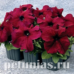 Петуния Supercascade Burgundy - 10 шт 11048 - фото 1309