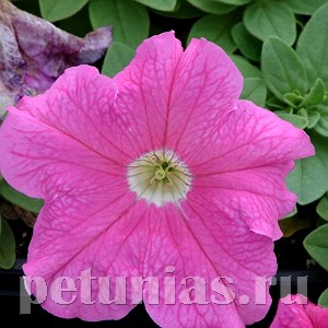 Петуния Supercascade Pink - 10 шт 11050 - фото 1311