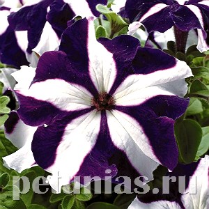 Петуния Tango Blue Star - 25 шт 11056 - фото 1318