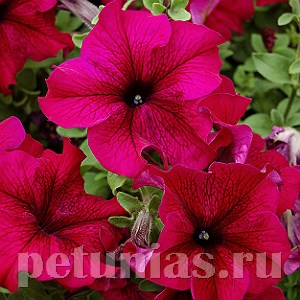 Петуния Tango Burgundy - 10 шт 11057 - фото 1319