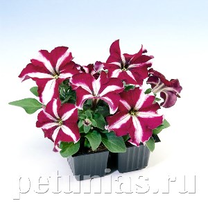 Петуния Tango Burgundy Star - 10 шт 11058 - фото 1320