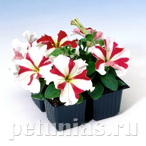 Петуния Tango Red Star - 25 шт 11061 - фото 1323
