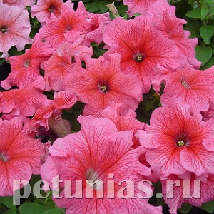 Петуния Tango Red Veined - 25 шт 11062 - фото 1324
