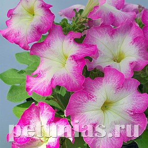 Петуния Tango Rose Morn - 10 шт 11064 - фото 1326