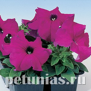 Петуния Tango Violet - 25 шт 11065 - фото 1327