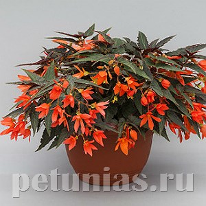 Бегония boliviensis Bossa Nova Night Fever Papaya - 3 шт 10191 - фото 1329