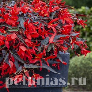 Бегония boliviensis Bossa Nova Night Fever Rosso - 3 шт 10192 - фото 1330
