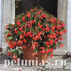 Бегония boliviensis Copacabana F1 Salmon - 5 шт 10201 - фото 1339