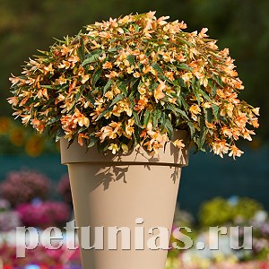 Бегония boliviensis Copacabana F1 Tricolor - 5 шт 10202 - фото 1340