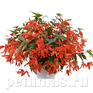 Бегония boliviensis Groovy Orange - 3 шт 10205 - фото 1345