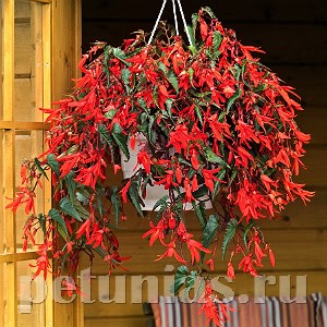 Бегония boliviensis Santa Cruz Sunset - 3 шт 10207 - фото 1346