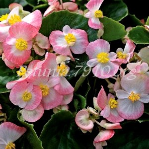 Бегония Bada Bing Rose Bicolor - 10 шт 10210 - фото 1349