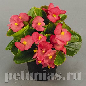 Бегония Sprint Plus Lipstick - 10 шт 10219 - фото 1360