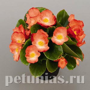 Бегония Sprint Plus Orange Bicolor - 10 шт 10221 - фото 1362