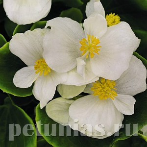 Бегония Sprint Plus White - 10 шт 10225 - фото 1366