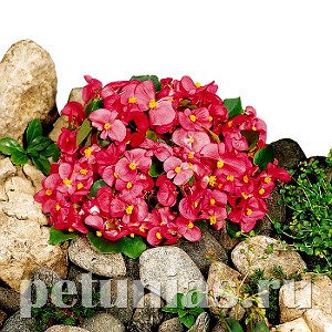 Бегония Super Olympia Rose - 10 шт 10229 - фото 1371