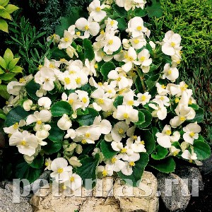 Бегония Super Olympia White - 10 шт 10230 - фото 1372