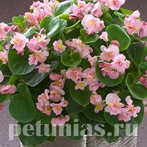 Бегония Fiona Pink - 10 шт 10231 - фото 1375