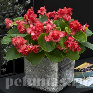 Бегония Fiona Red - 10 шт 10232 - фото 1376