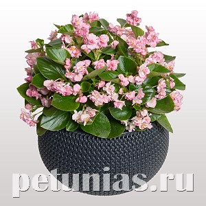 Бегония FlowerBall Pink - 5 шт 10235 - фото 1380
