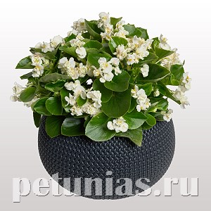 Бегония FlowerBall White - 5 шт 10237 - фото 1382