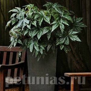 Бегония Gryphon - 3 шт 10238 - фото 1383