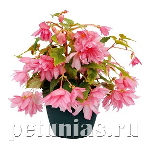 Бегония Funky Light Pink - 3 шт 10239 - фото 1384