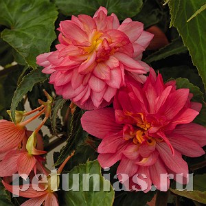 Бегония Funky Pink - 3 шт 10241 - фото 1386
