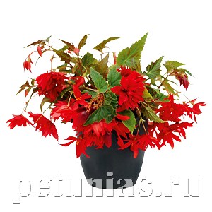 Бегония Funky Scarlet - 3 шт 10242 - фото 1387