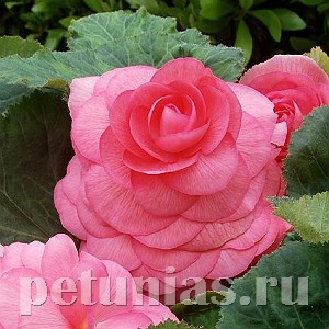 Бегония AmeriHybrid Roseform Pink - 5 шт 10247 - фото 1393
