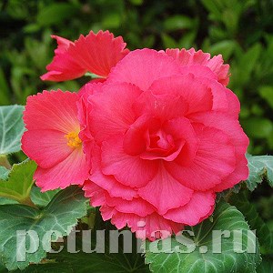 Бегония AmeriHybrid Roseform Rose - 5 шт 10248 - фото 1394
