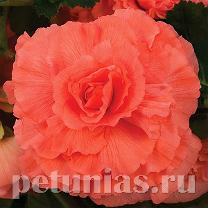 Бегония AmeriHybrid Ruffled Coral Salmon - 5 шт 10250 - фото 1396