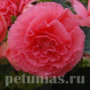 Бегония AmeriHybrid Ruffled Pink - 5 шт 10251 - фото 1397