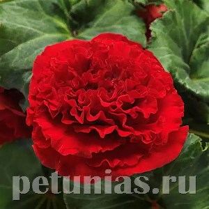 Бегония AmeriHybrid Ruffled Red - 5 шт 10252 - фото 1398