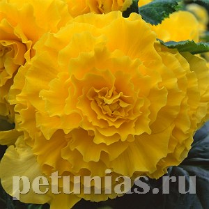 Бегония AmeriHybrid Ruffled Yellow - 5 шт 10254 - фото 1400