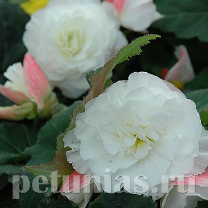 Бегония Nonstop Appleblossom - 5 шт 10256 - фото 1402