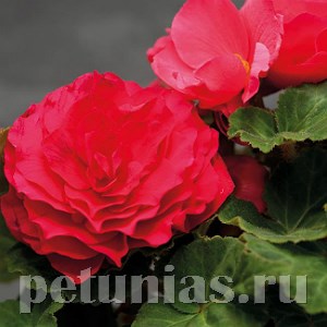 Бегония Nonstop Deep Rose - 5 шт 10257 - фото 1403