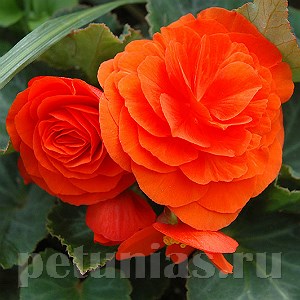 Бегония Nonstop Orange - 5 шт 10261 - фото 1406